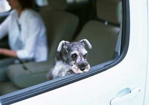 山口県下松市の信頼のトヨタディーラー: Felix88 トヨタカローラ山口 下松望町店の詳細情報と特徴