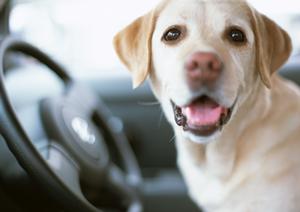 奈良でキーパーコーティングをするなら